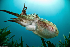 cuttlefish_low angle shot by Mathieu Foulquié 